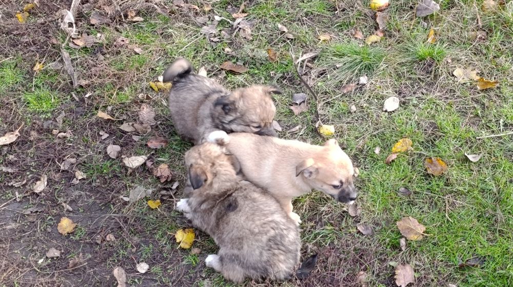 Віддам цуценят у добрі руки