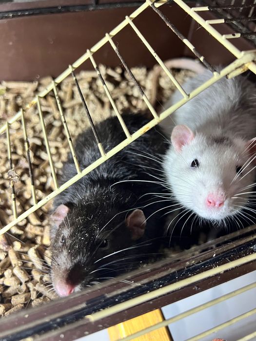 Відам у добрі руки декоративних щуриків