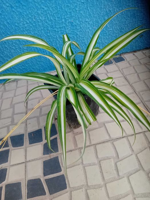 Planta aranha Chlorophytum Comosum