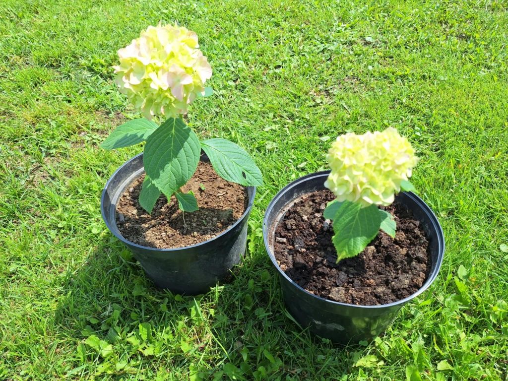 Hortensja Ogrodowa