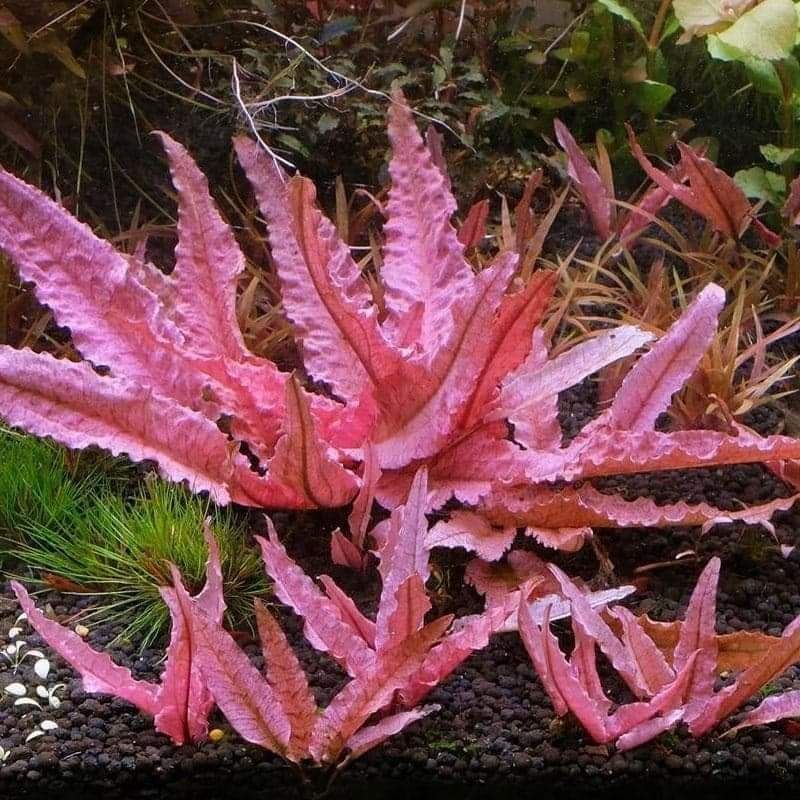 Rośliny akwariowe/roślina/kryptokoryna flamingo/cryptocoryne Flamingo