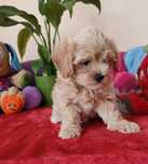 Zarezerwowana Maltipoo wyjątkowa suczka