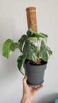 Monstera variegata kwiat zamienię