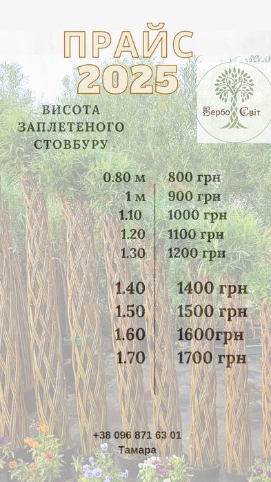 Плетеная ива Плетеные деревья Датские корни плетені дерева верба