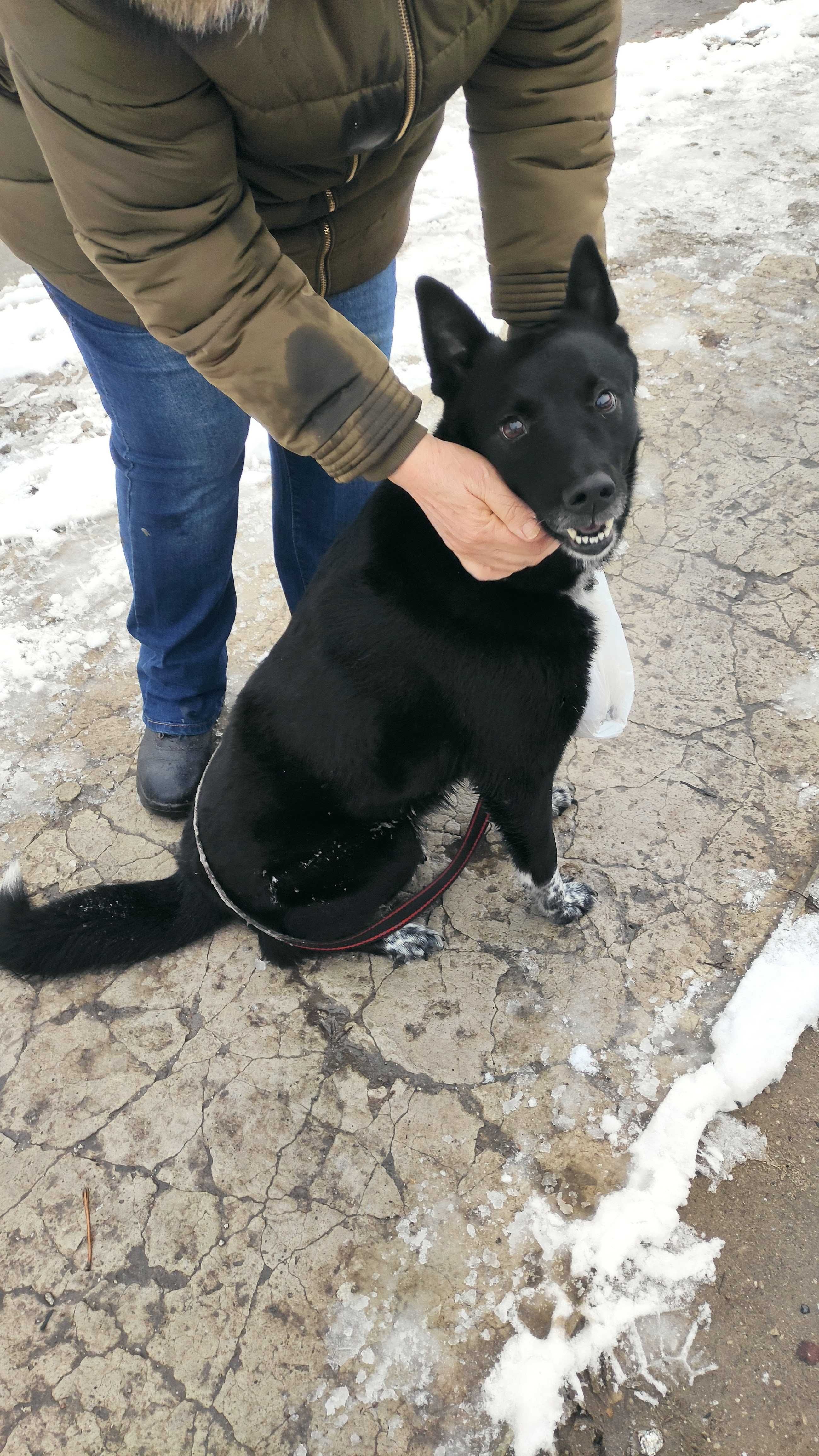 Отдам восточно-европейскую лайку в добрые руки