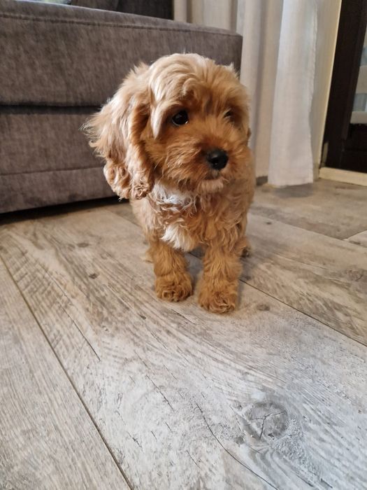 Pudel toy& cavalier piesek cavapoo