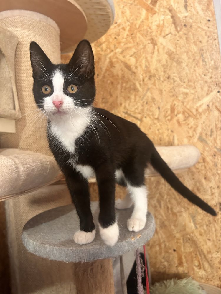 Kocie cudo do pilnej adopcji