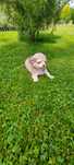 Chihuahua długowłosa szczeniak!