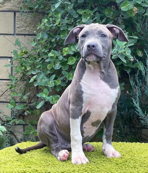 Сірі цуценята Мазепа і Магнолія, АмСтаф тер'єр, розплідник КСУ