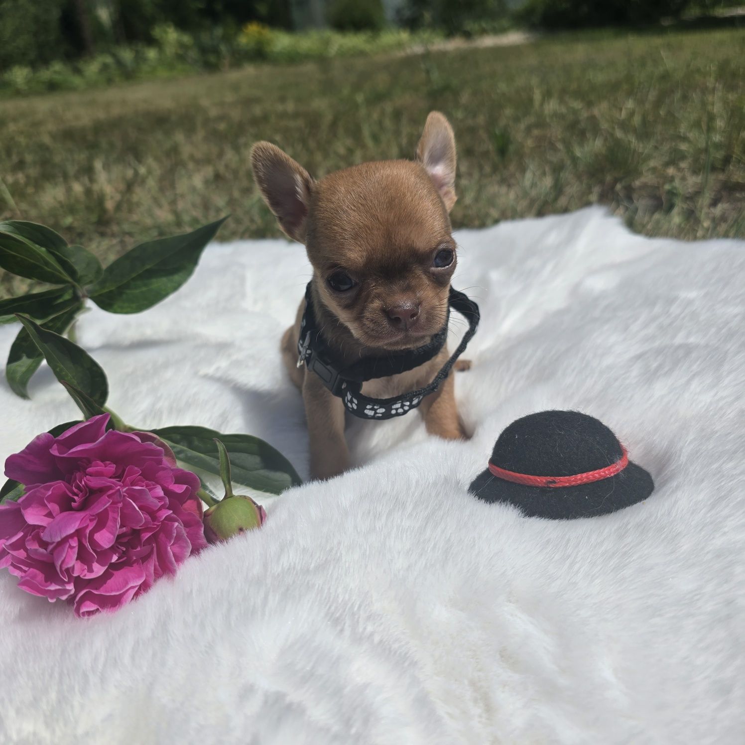 Chihuahua samiec sable xs