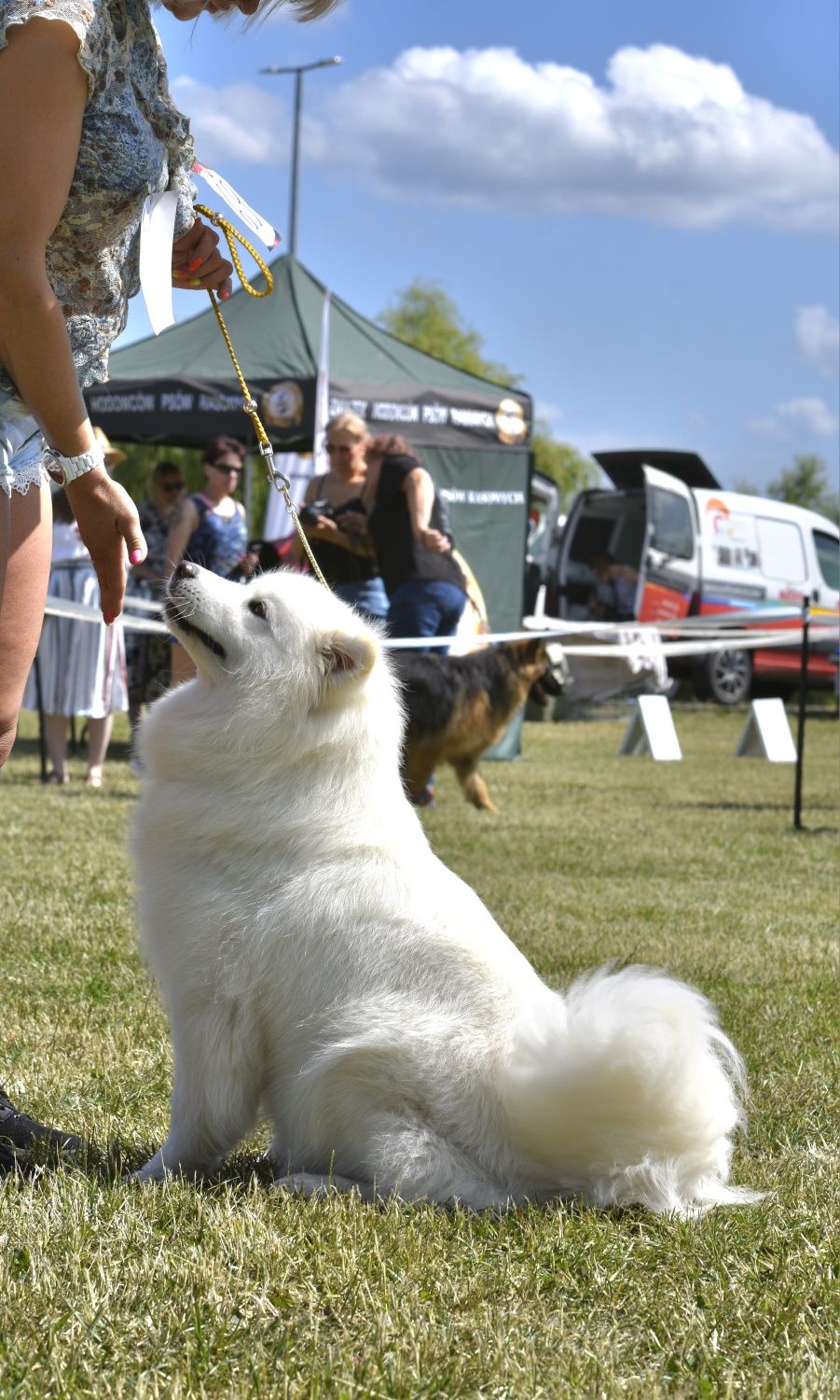 Samoyed szczenię z rodowodem