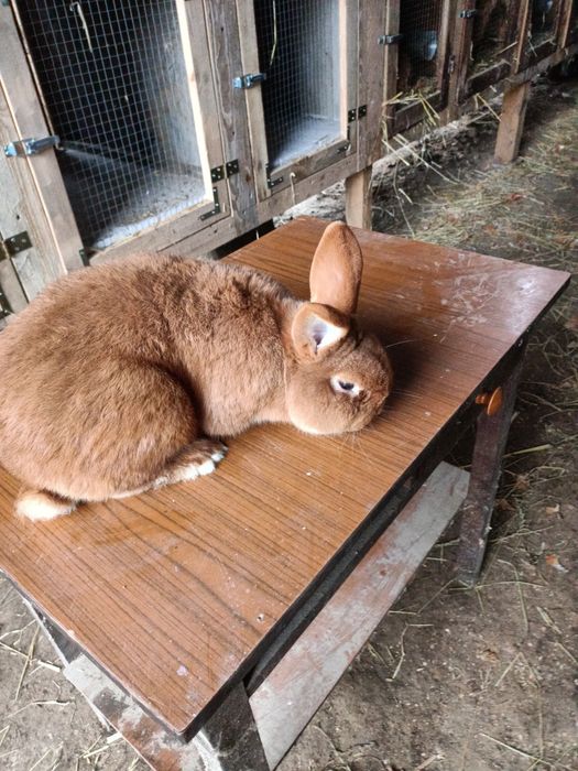 Króliki tuszki Nowozelandzkie czerwone