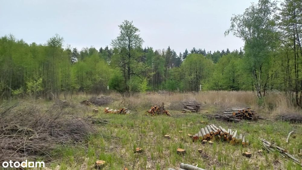 Pilawa - Sprzedam bezpośrednio dwie działki jako całość