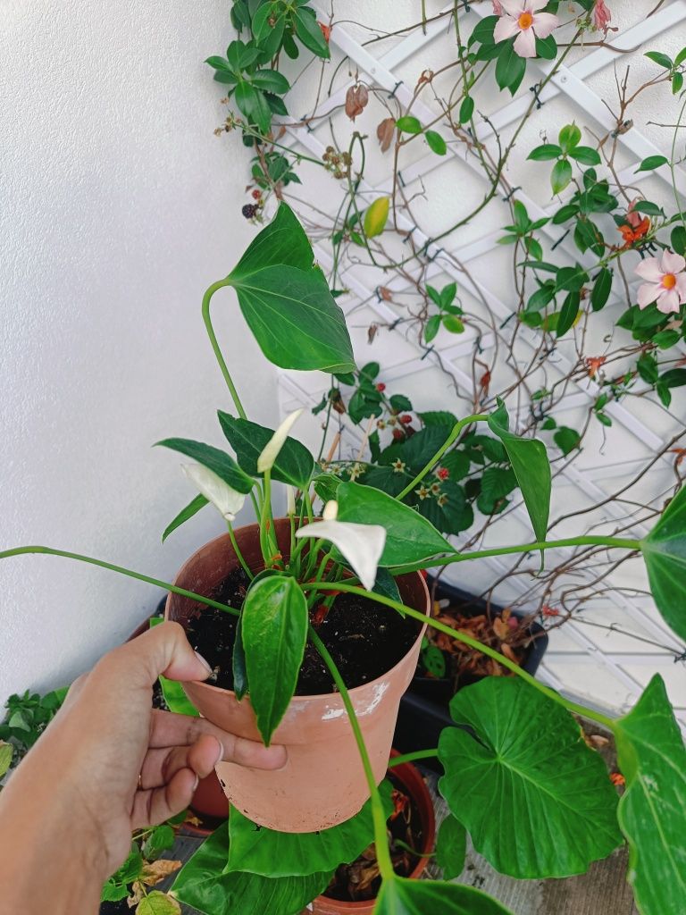 Anturio branco- planta