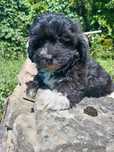 Maltipoo czarna sunia