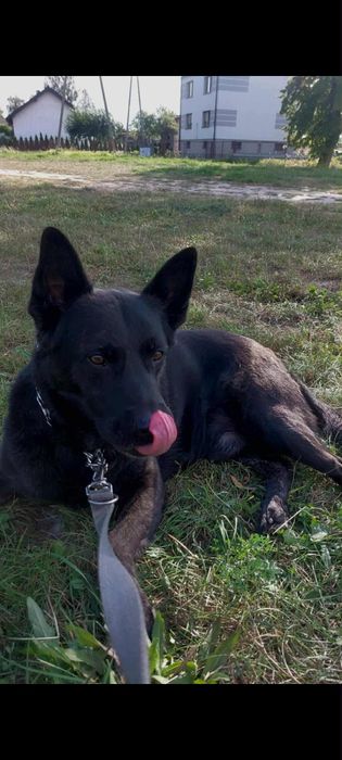 Dorosły piesek w typie Owczarka