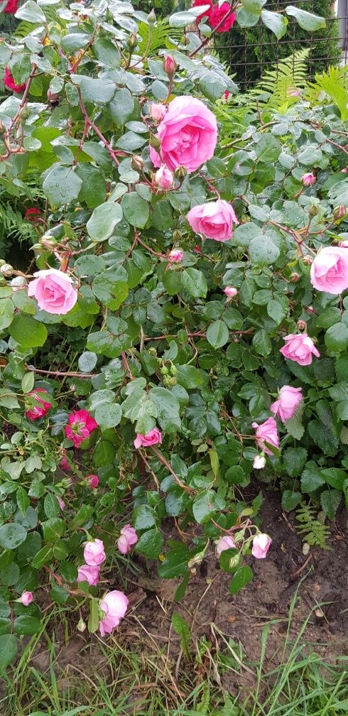 Вьющаяся роза (саженцы), плетиста троянда