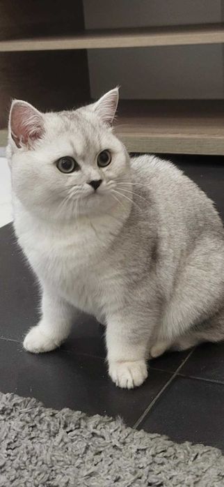 Kocięta Brytyjskie Srebrne Krótkowłose, kot brytyjski, kotka