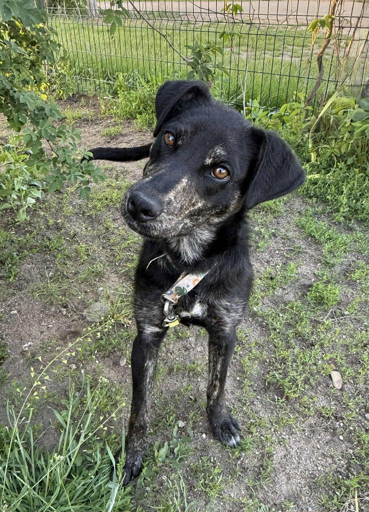 Młoda Borka do adopcji!