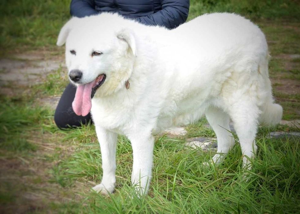 Prześliczna biała Mona - prawie golden