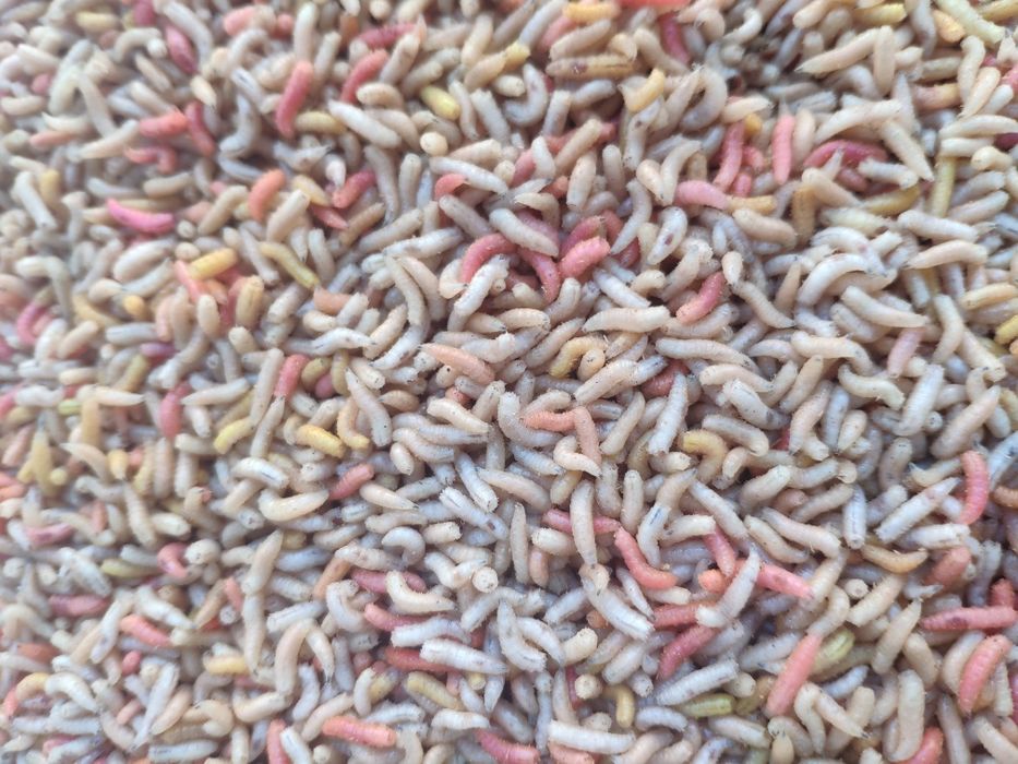 Пинка опарыш длительного хранения