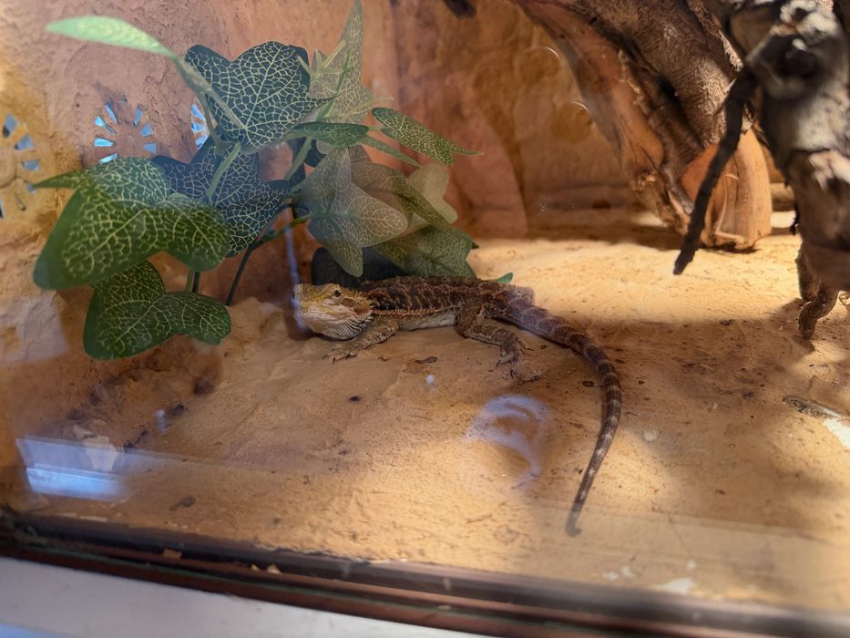 Agama brodata + terrarium