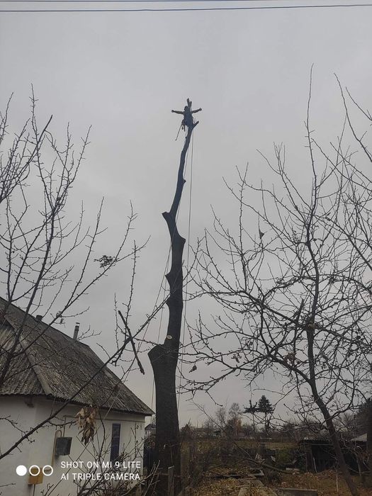 Зрізаємо дерева будь-якої складності(арбористика)!