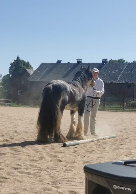 Stanowka ogierem gypsy cob/tinker