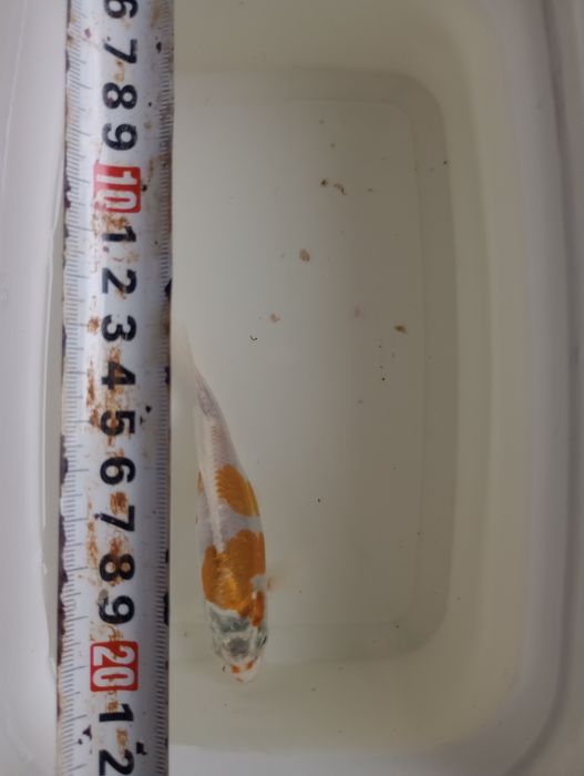 Карп Кои Кикусуи, Шисуи