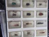 Колекція жуків в орстіклі