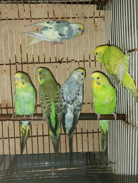 6 periquitos machos