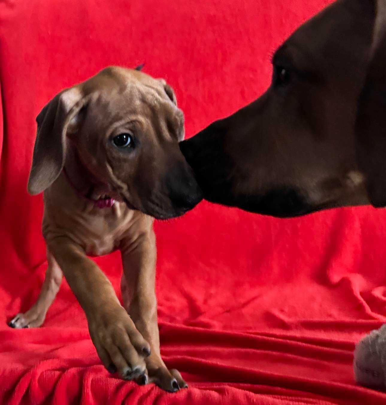 Rhodesian Ridgeback