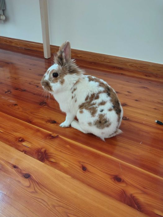 Króliki hodowlane i miniaturki