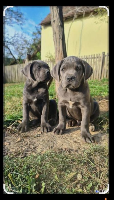 ЩЕНКИ  Кане Корсо