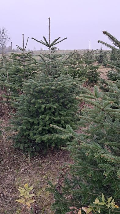 Choinki Bożonarodzeniowe - przyjdz sam wybierz