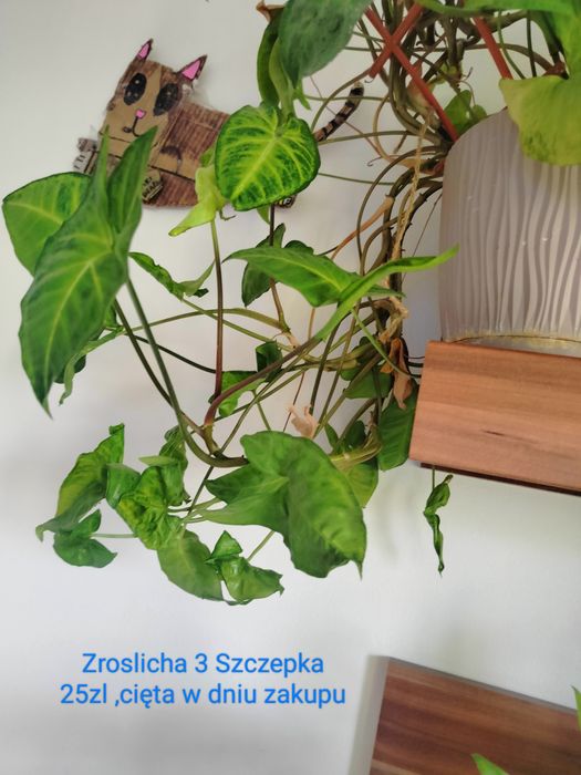 Kwiaty doniczkowe wszystkie lub na szt.