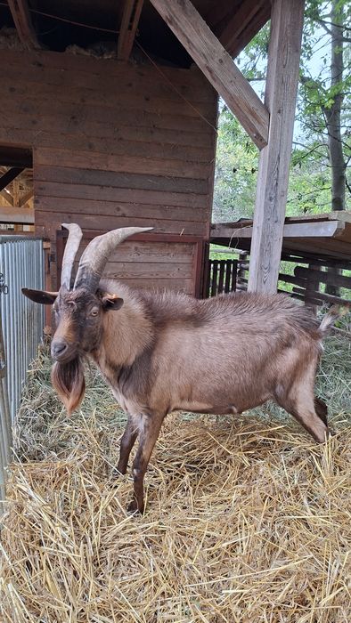 Kozioł / Cap Alpejski