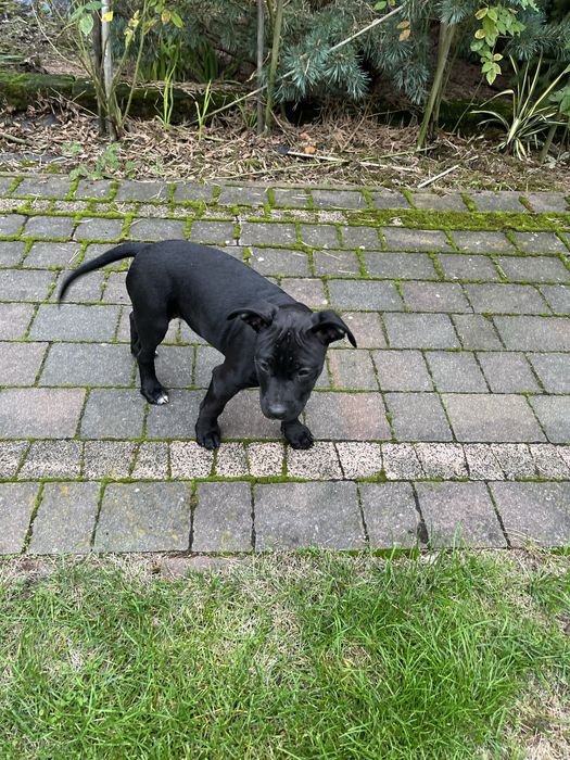 Suczka rasy Amstaff