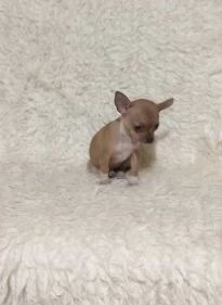 Mini suczka chihuahua xxs