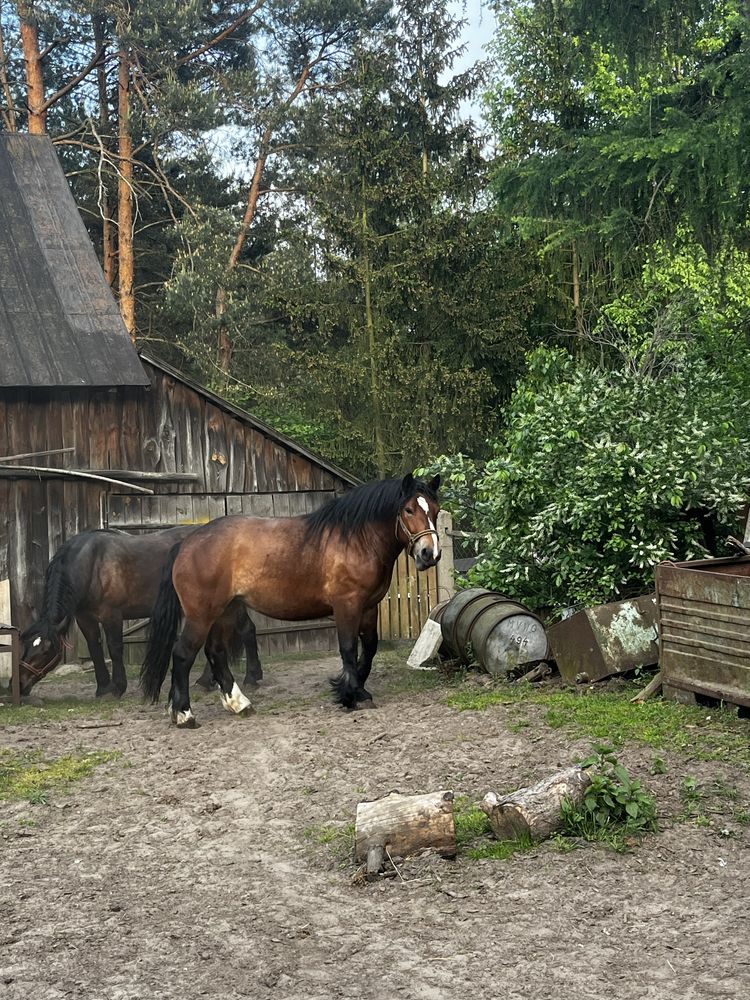 Konie na sprzedaż.