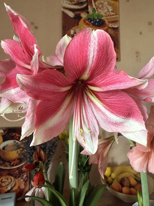 Амариліс/гіпеаструм Tosca