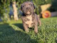 Amstaff piesek niebieski nr 1
