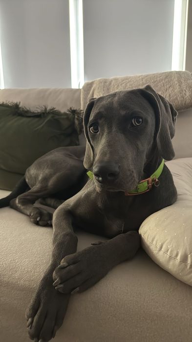 Szukamy nowego domu. Suczka wyżeł Weimarski 14 miesięcy sterylizowana