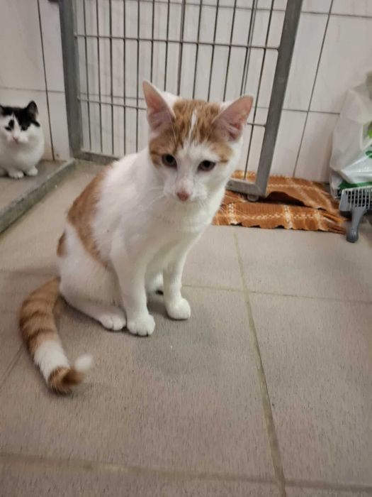 Młodziutki Leo czeka na dom