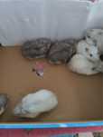 Hamsters para venda