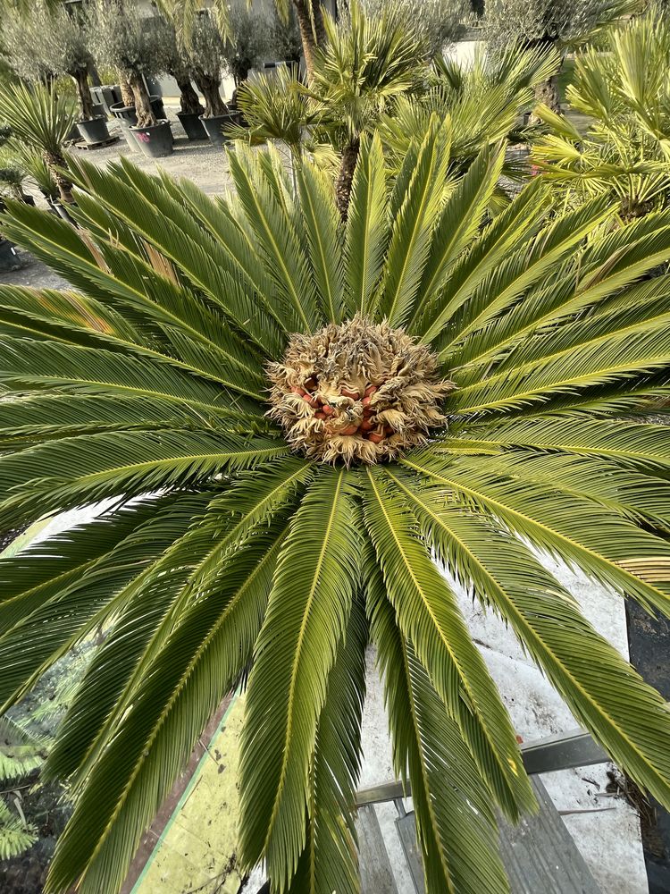 Cycas revoluta cykas sagowiec odwinięty nasiona nasiono