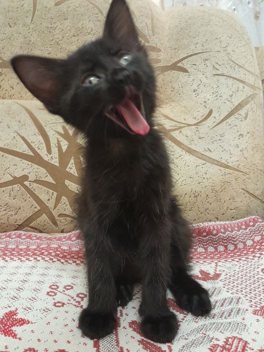 Кошенята від донського сфінкса