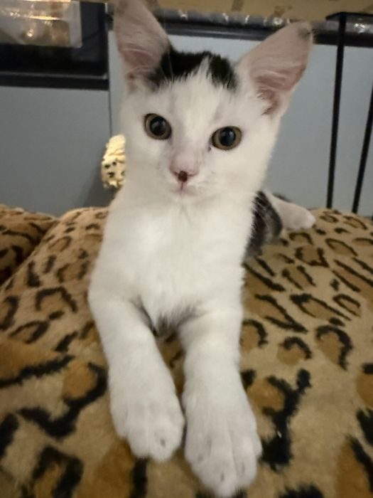 Котик хлопчик. 2 місяця.  І він всеїдний!!!