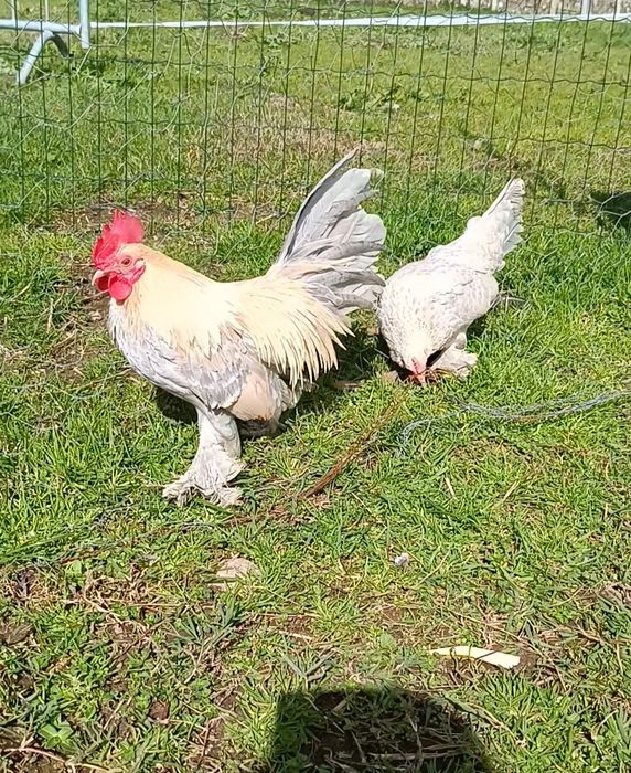 Pintos calçada holandesa