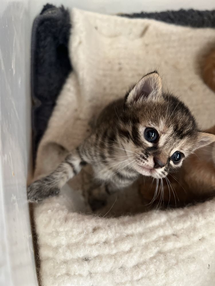 Отдам в хорошие руки кошку !
